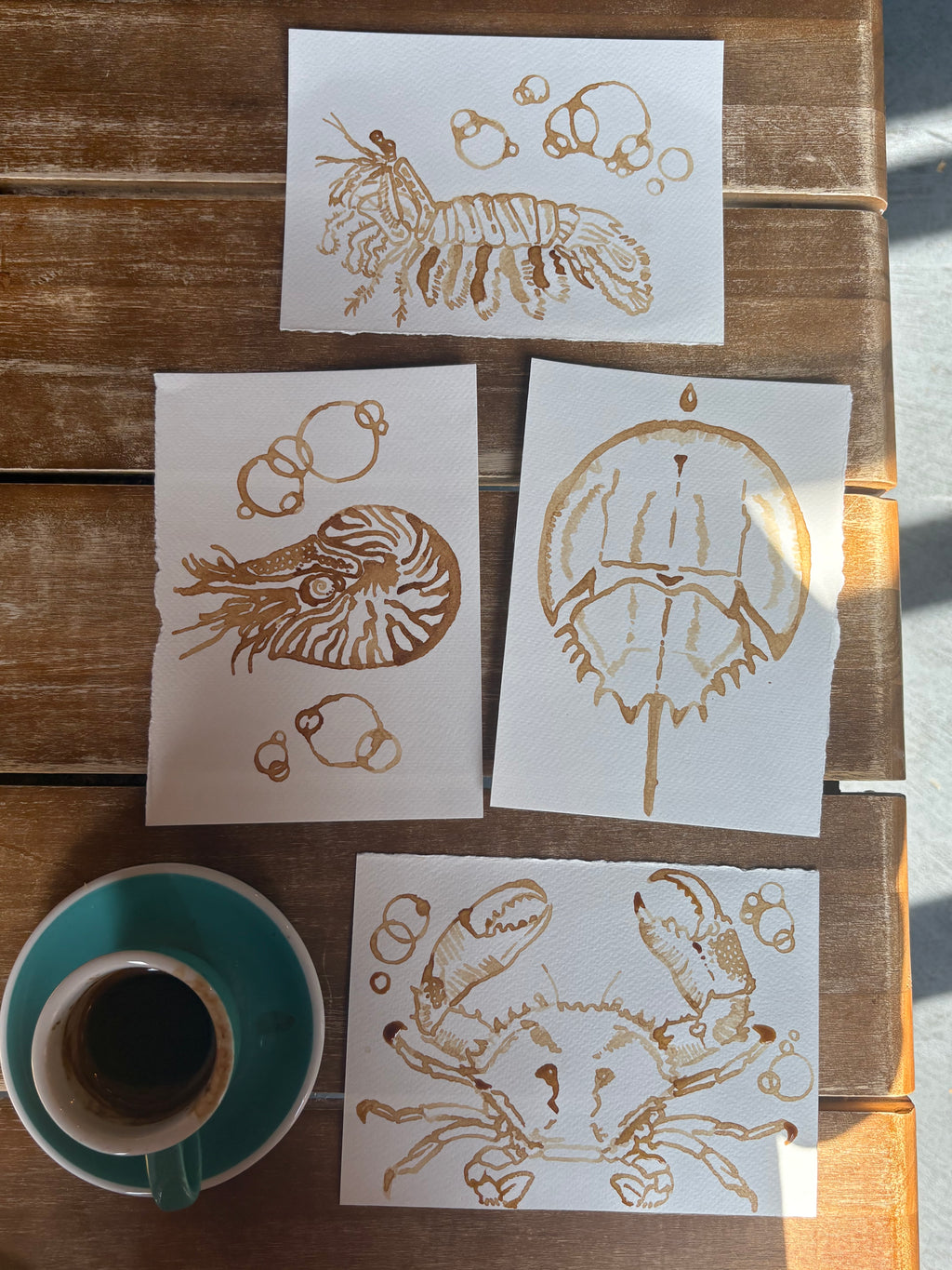 Four hand-painted espresso sea creature prints: mantis shrimp, nautilus, horseshoe crab, and dungeness crab